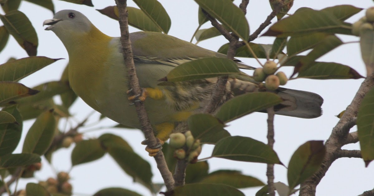 Birds in Delhi(India): Yellow Footed Green Pigeon