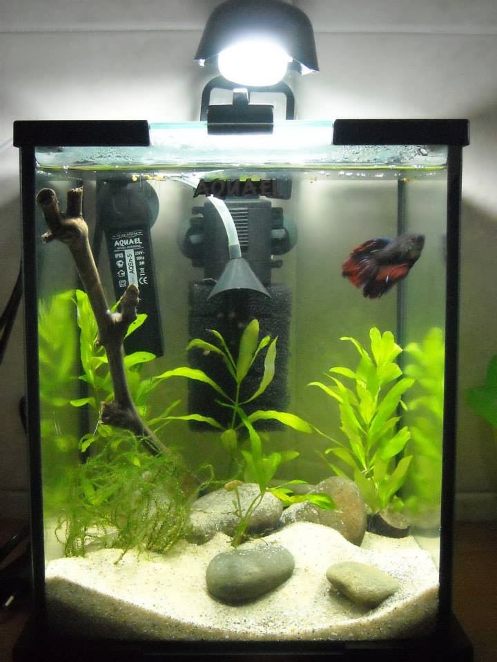 All about betta fish Planted Betta fish tank setup