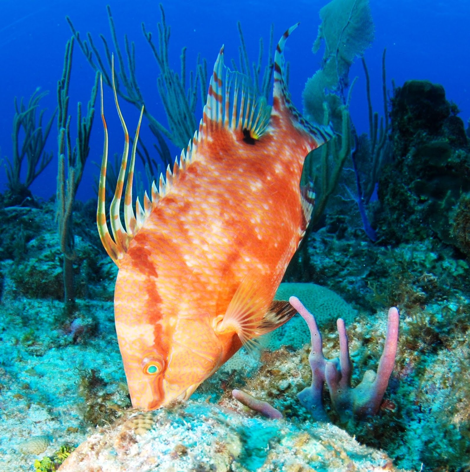 real monstrosities hogfish