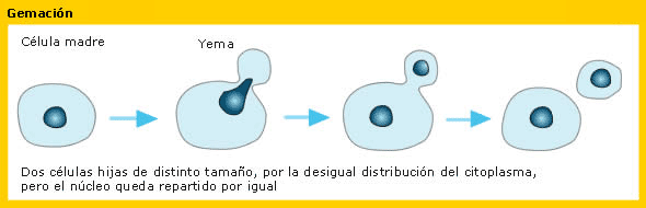 EN QUE ORGANISMOS SE LLEVA A CABO en que organismos se lleva a cabo: