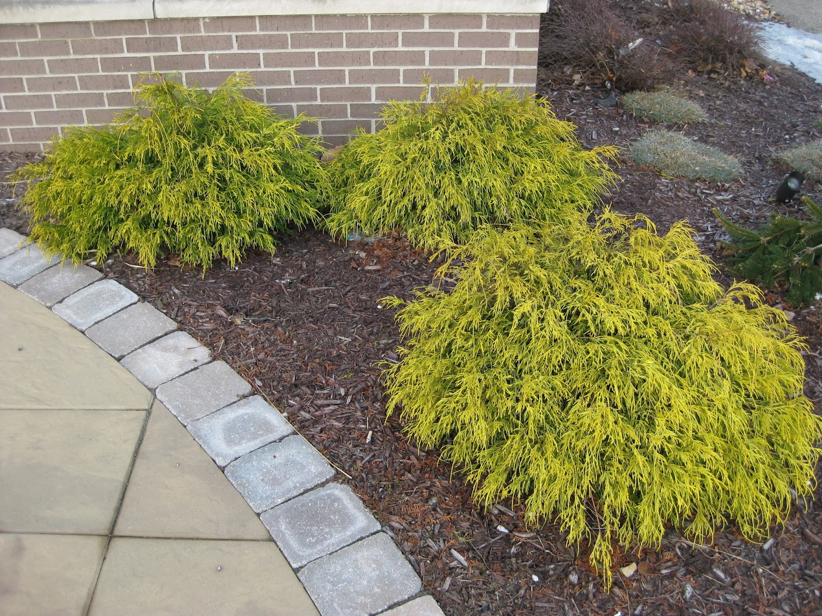 Rotary Botanical Gardens Hort Blog Golden Conifers For A Winter Glow
