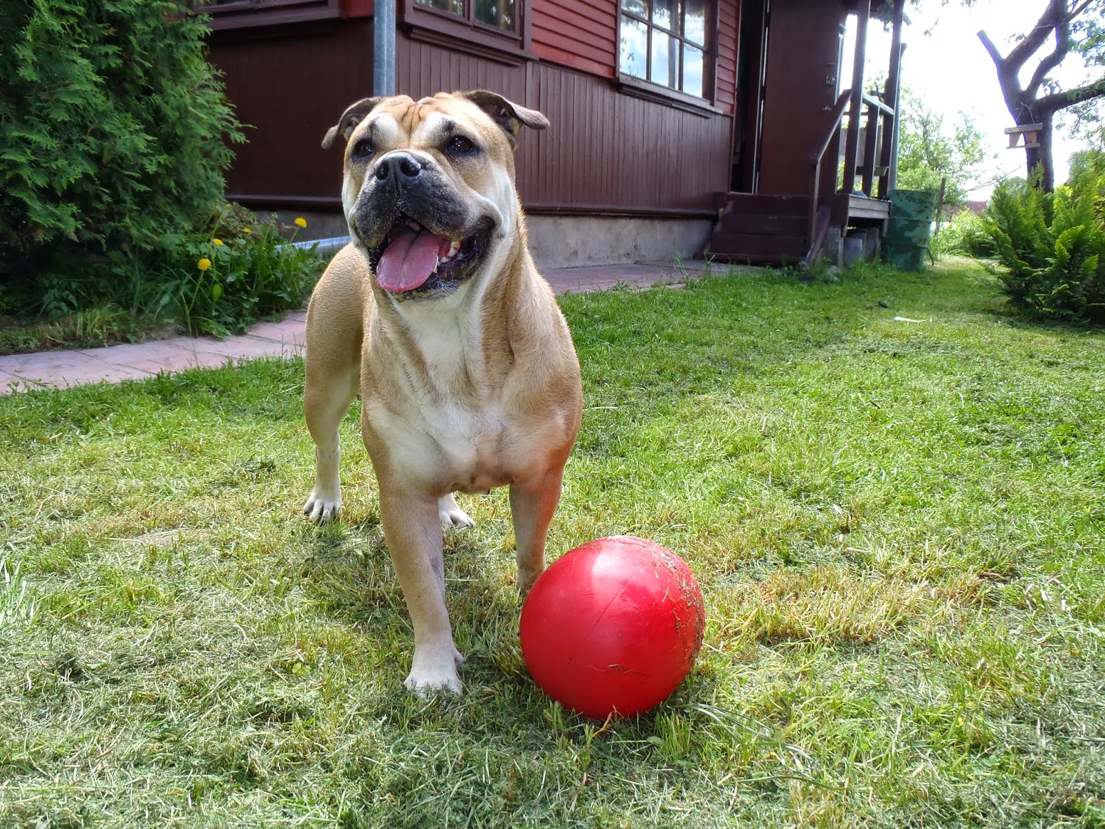 Animals World: latest images of ca de bou puppies collections