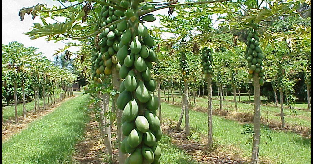 Beautifying Foods Papaya Origin Facial Healing Powers Anti
