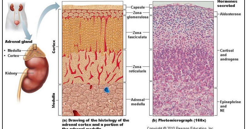 hormones secreted by adrenal medulla hormones secreted by adrenal medulla