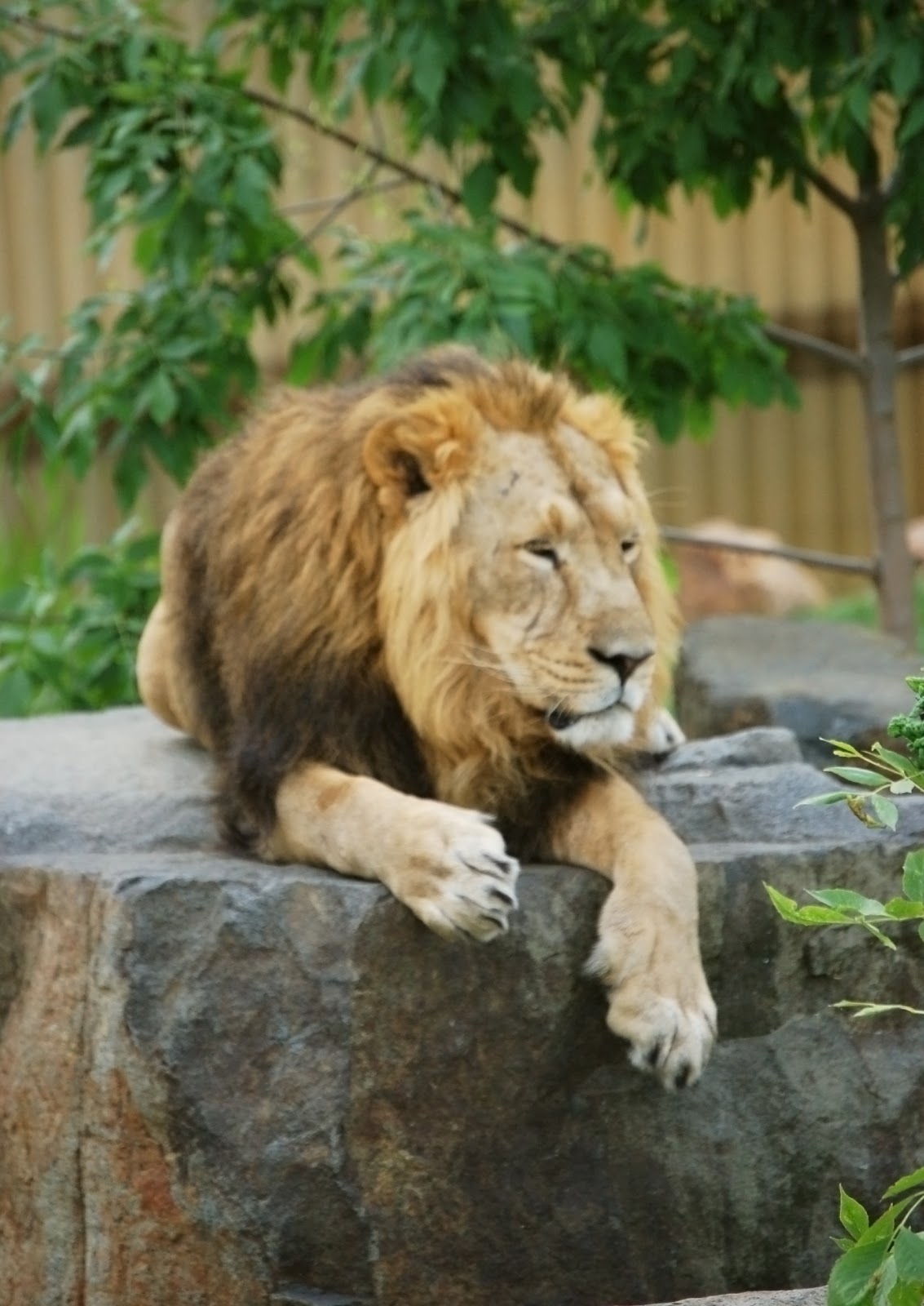 Tame Lion