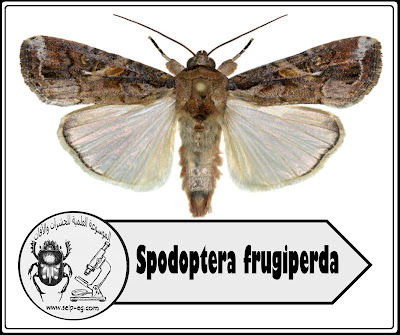 دودة الحشد الخريفية Spodoptera frugiperda فراشة دودة الحشد الخريفية Spodoptera frugiperda