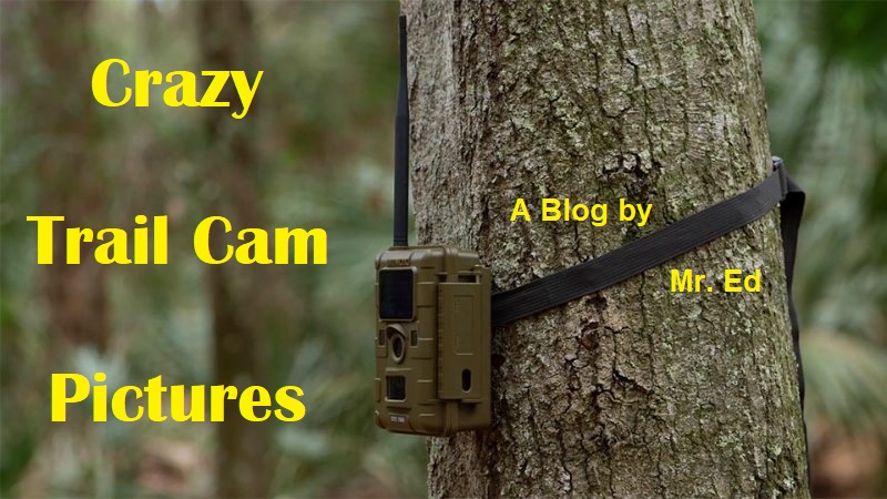 Crazy Trail Cam Pictures