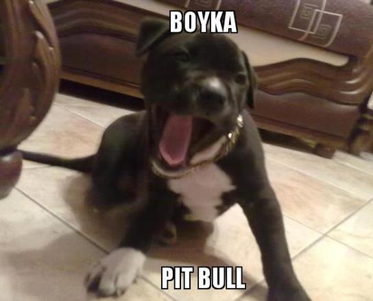 pitbull oficial brasil boyka pitbull