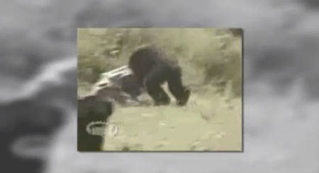 chimp attack tape caught crazy