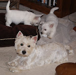 Blog Dogs!