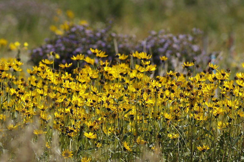 Delights of Creation, fine art inspired by nature and life experiences