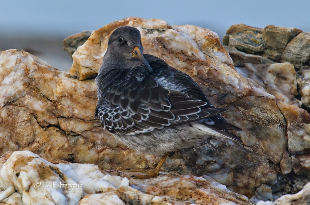 Correlimos oscuro, Calidris maritima, Purple Sandpiper Correlimos oscuro, Calidris maritima, Purple Sandpiper