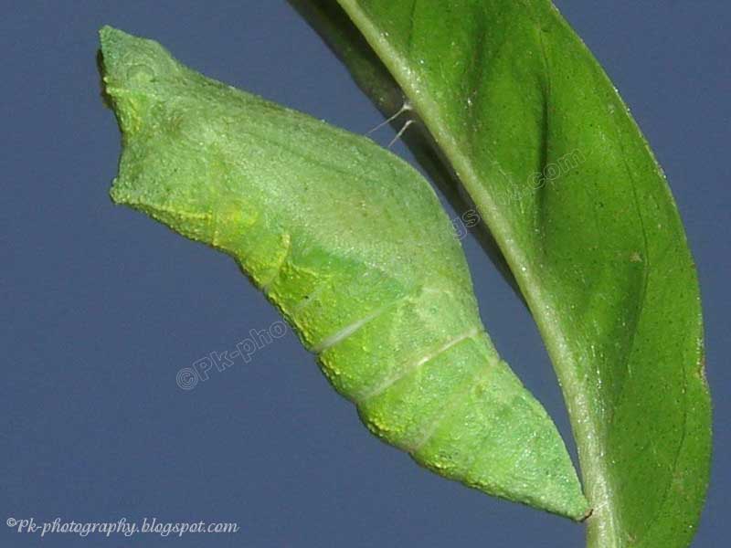 Butterfly Chrysalis Nature, Cultural, and Travel Photography Blog