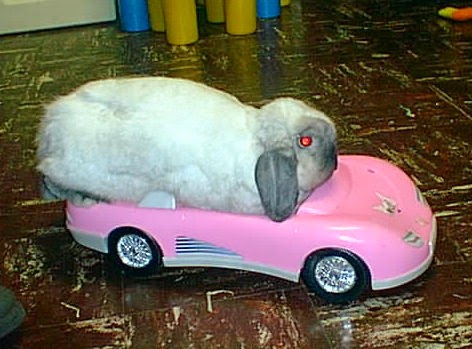 tawsi nin dunyasi tavsanlar ve otomobil