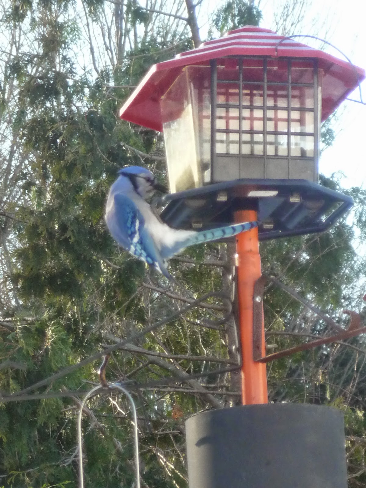 South Burlington birds Birds at peanut feederphotos South