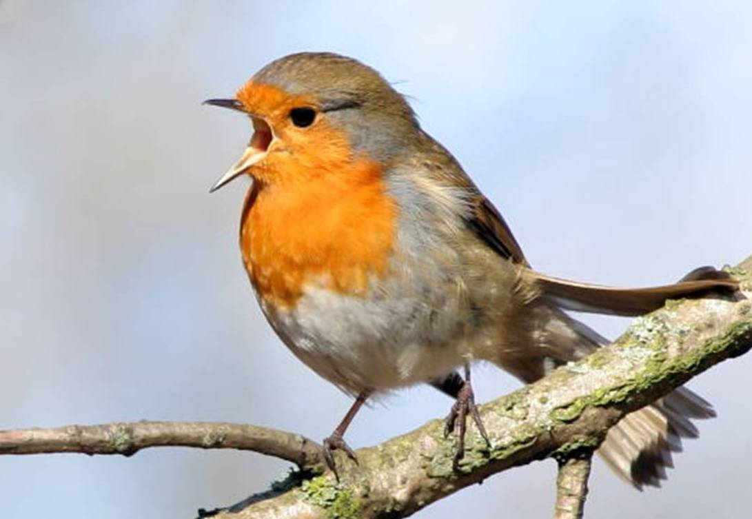 European Robin Bird