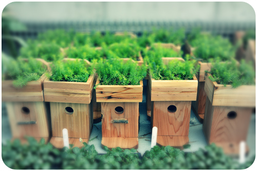 green roof birdhouse plans