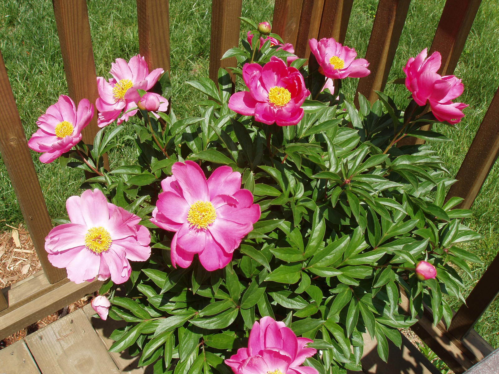 Southern Peony 2013 Questions Container Grown Peony Plants