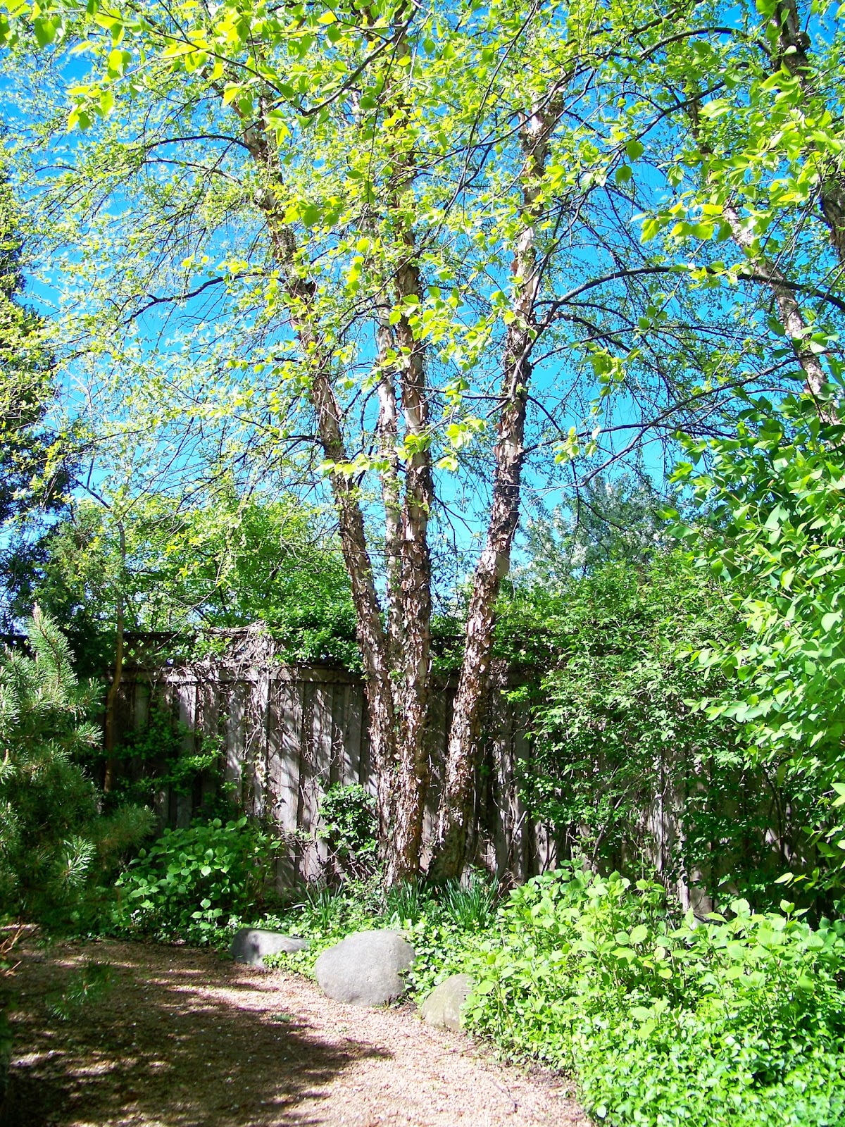 Tell Me A Story RIVER BIRCH