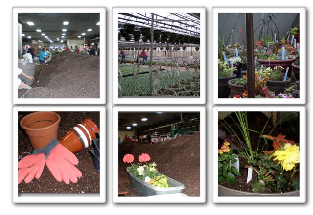 Planting at Holasek Greenhouse Holasek Greenhouse