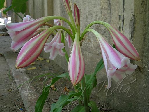 crinum latifolium