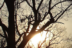 sunset detail, march 2011