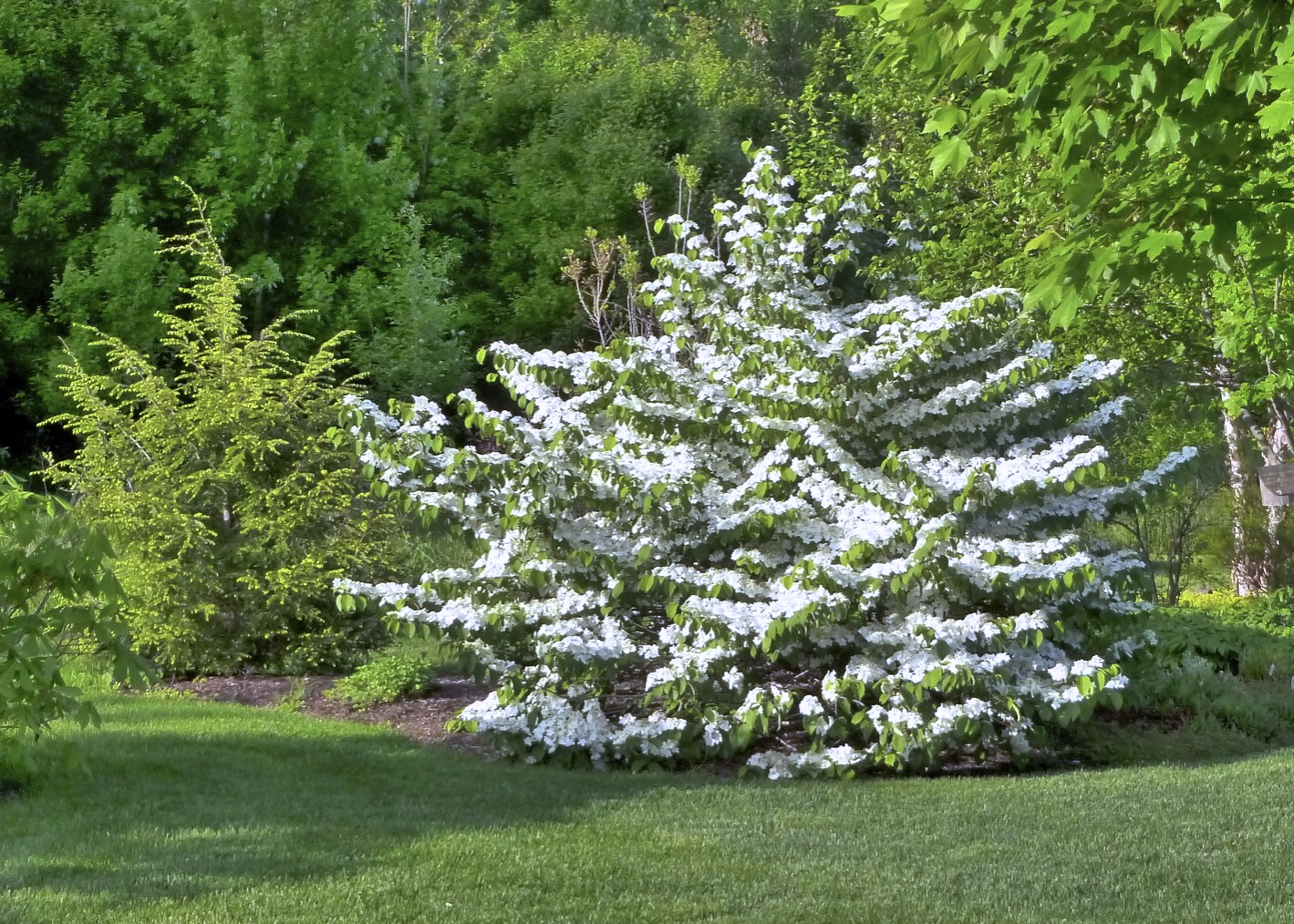 Doublefile Viburnum Shasta Spring 2012 Growing The Home Garden