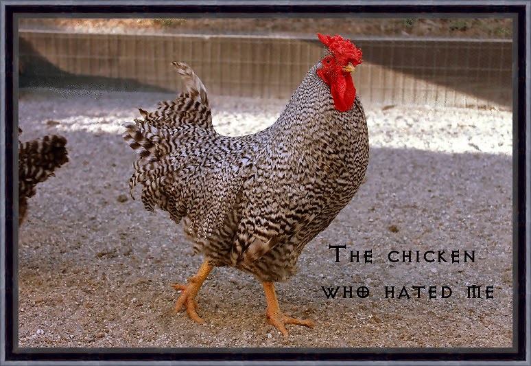 Julie Ball Hambrick Of roots and roosters