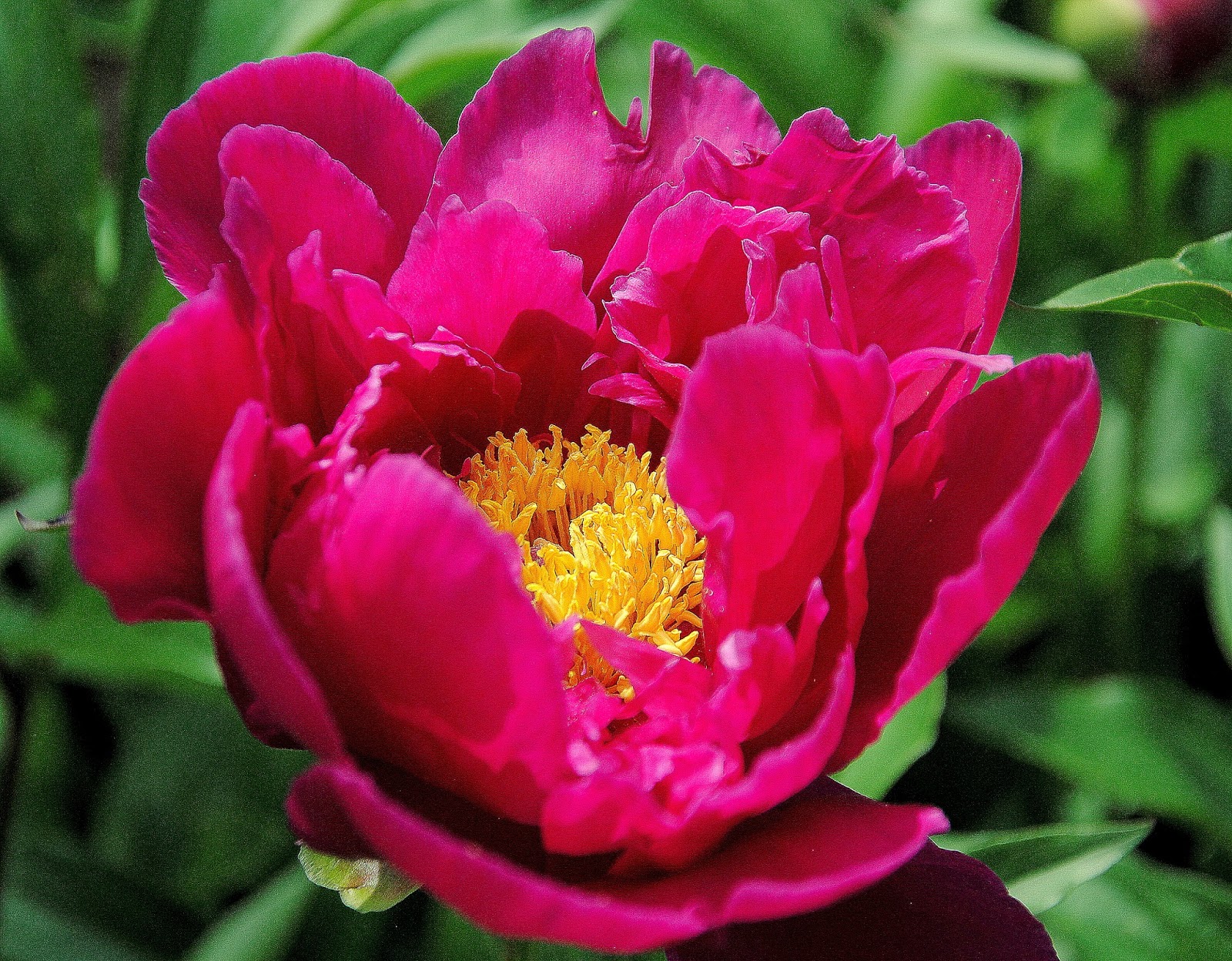 CAMERA ON KING Nothing so pretty as peonies in spring