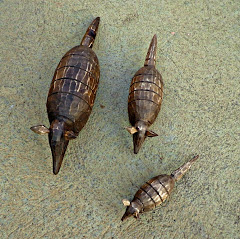 BICHOS EM MADEIRA