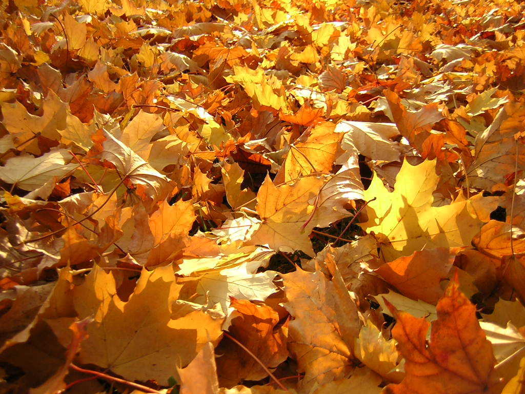 beautiful pictures of autumn leaves free download wallpaper dawallpaperz beautiful pictures of autumn leaves free download wallpaper dawallpaperz