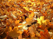#3 Fall Leaves Wallpaper