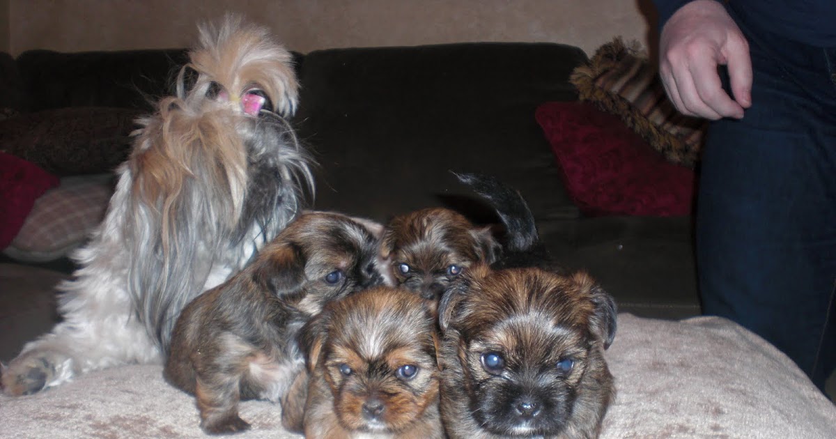 Tiny Shorkie Puppies: ONE MONTH OLD