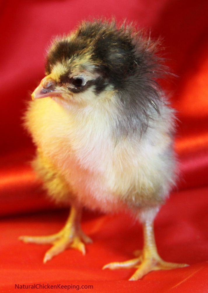 Natural Chicken Keeping Shrink Wrapped or Sticky Chicks? Why Chicks