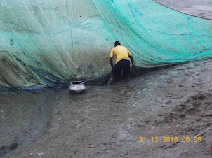 Village fisherman collecting entangled fish from the net.