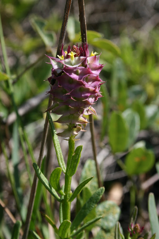 Native Florida Wildflowers June 2012
