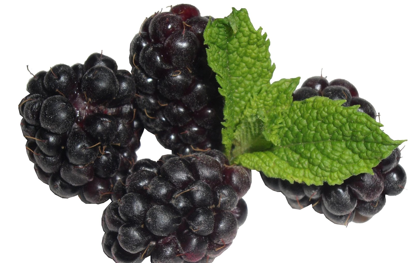 Boysenberry Fruit Natural Beauty
