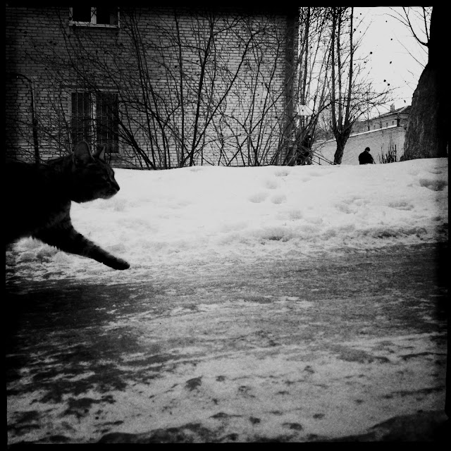 Winter streetphoto  bw set - cat, Minsk, Belarus