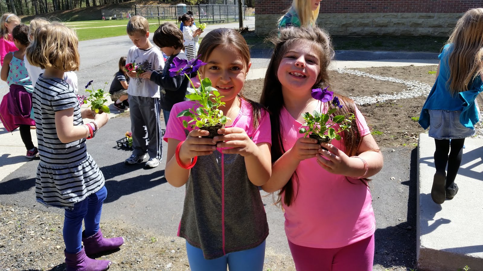 More Pansy Planting