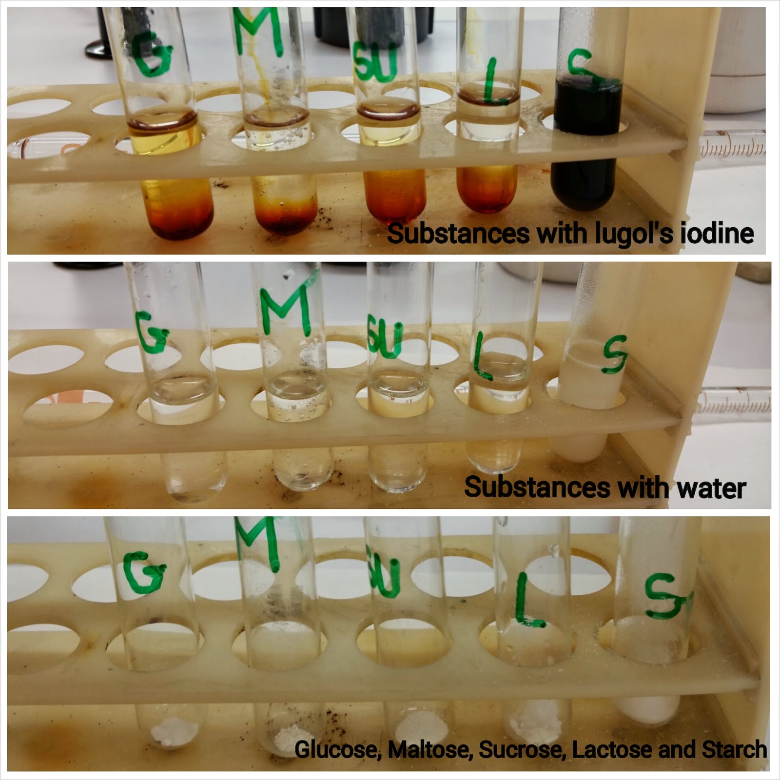 Science Lab L4. Saccharides properties