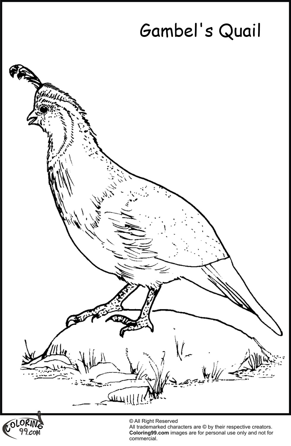 Quail Coloring Pages | Team colors