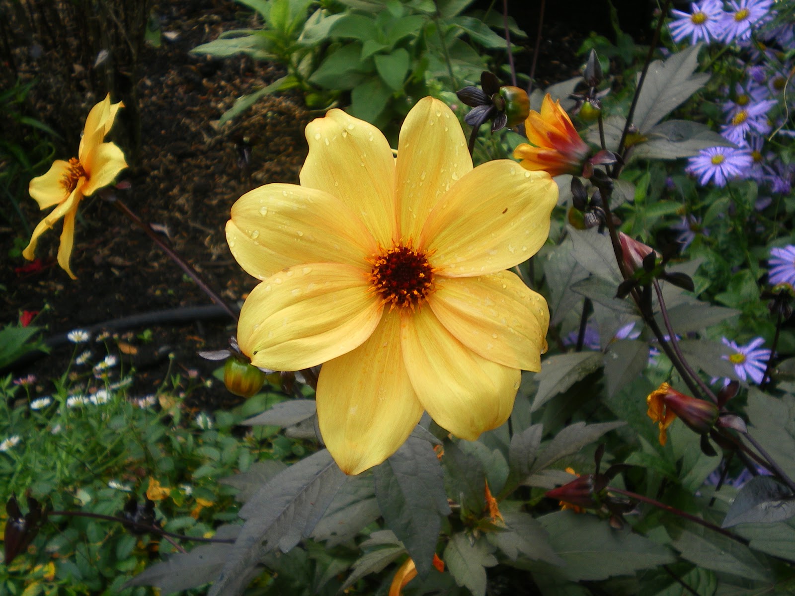 garden resources and trends fall blooming perennials garden resources and trends fall blooming perennials