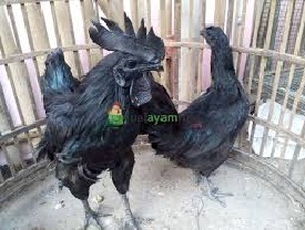 KHUSUS PERSEMBAHAN  AYAM CEMANI