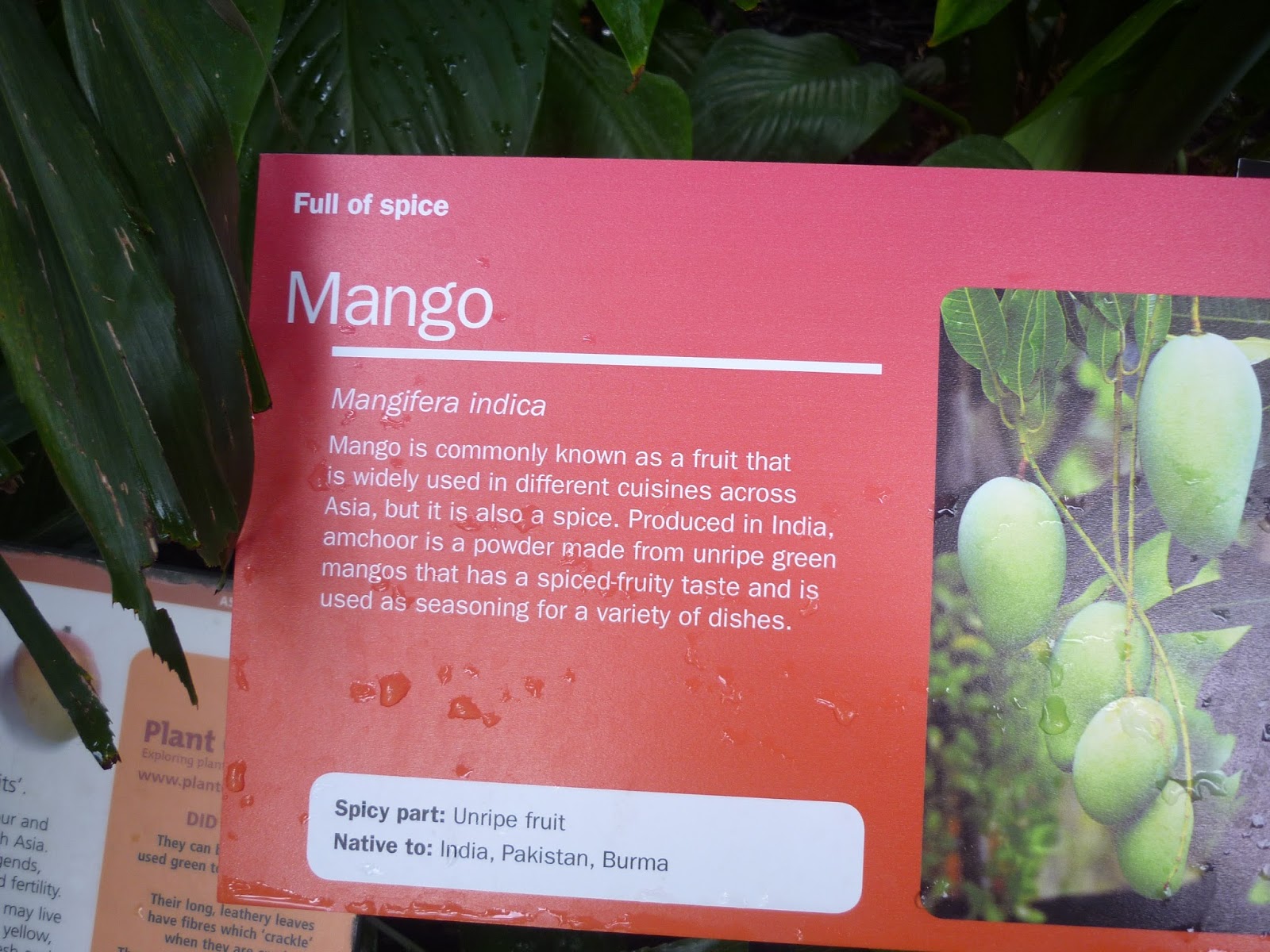 Mango Information Card at Kew Gardens | Petite Silver Vixen