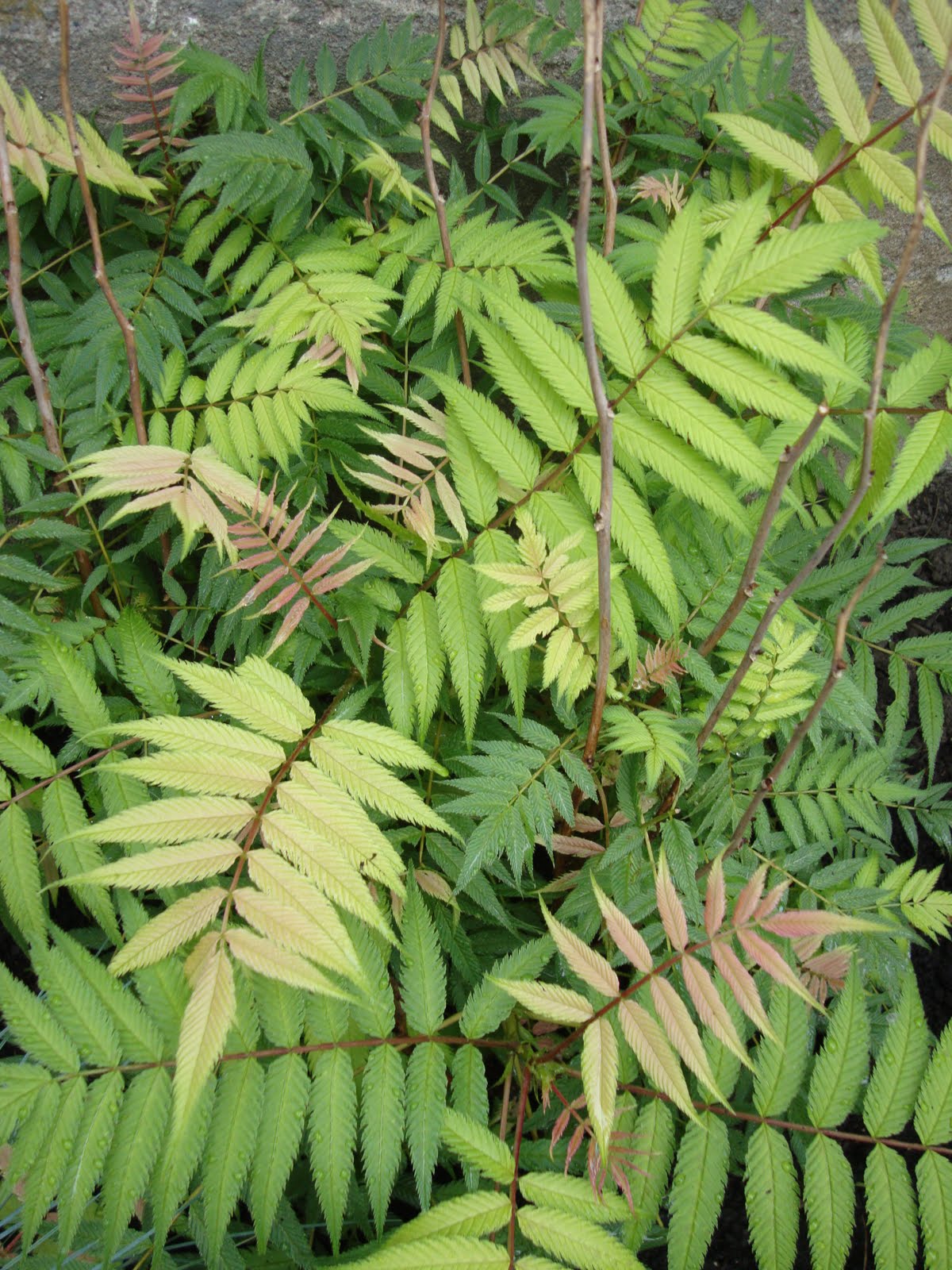 Ashleaf Spirea