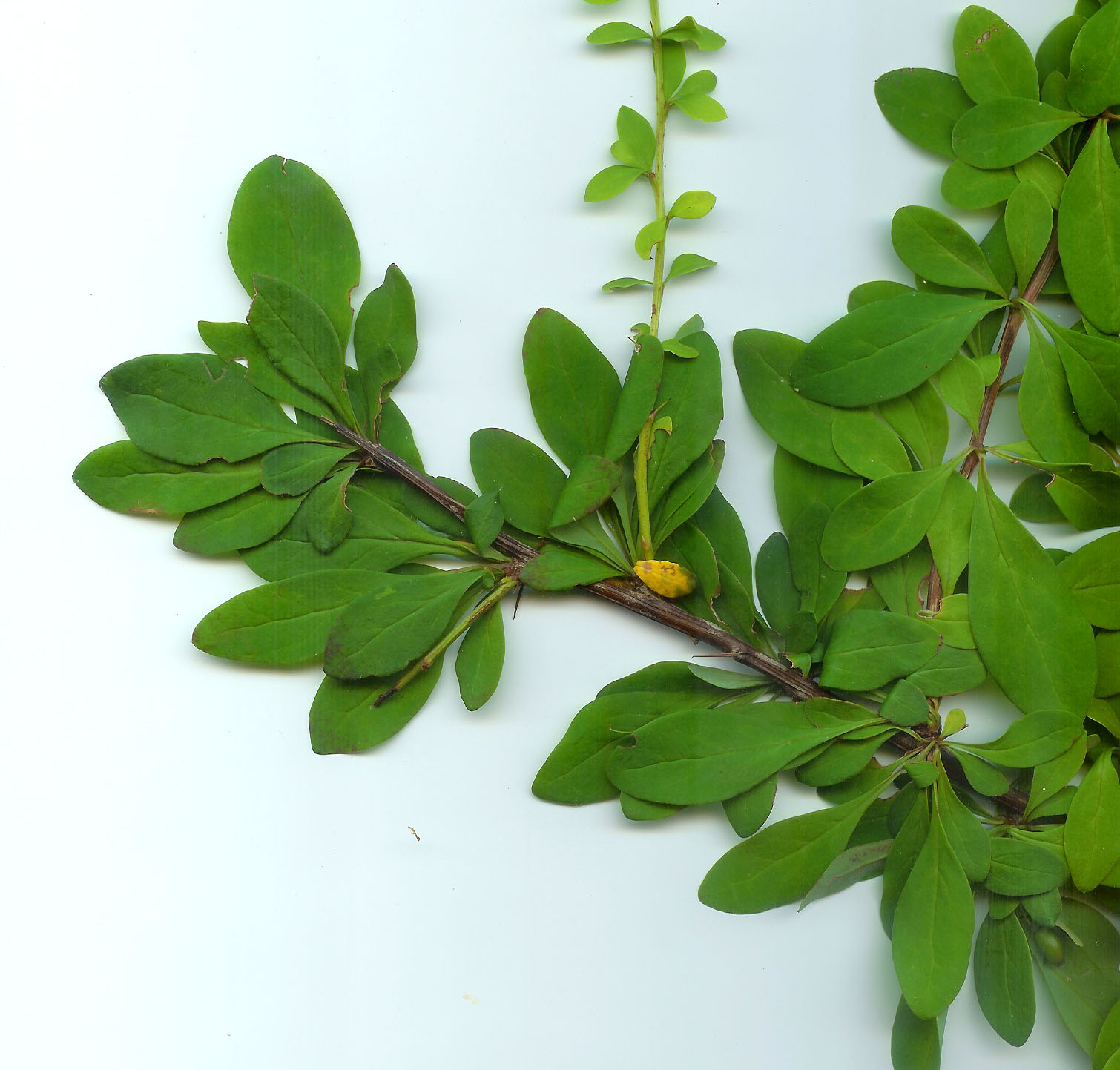 Tracys Tips For Garden Design And Plant Care Top Ten Favourite