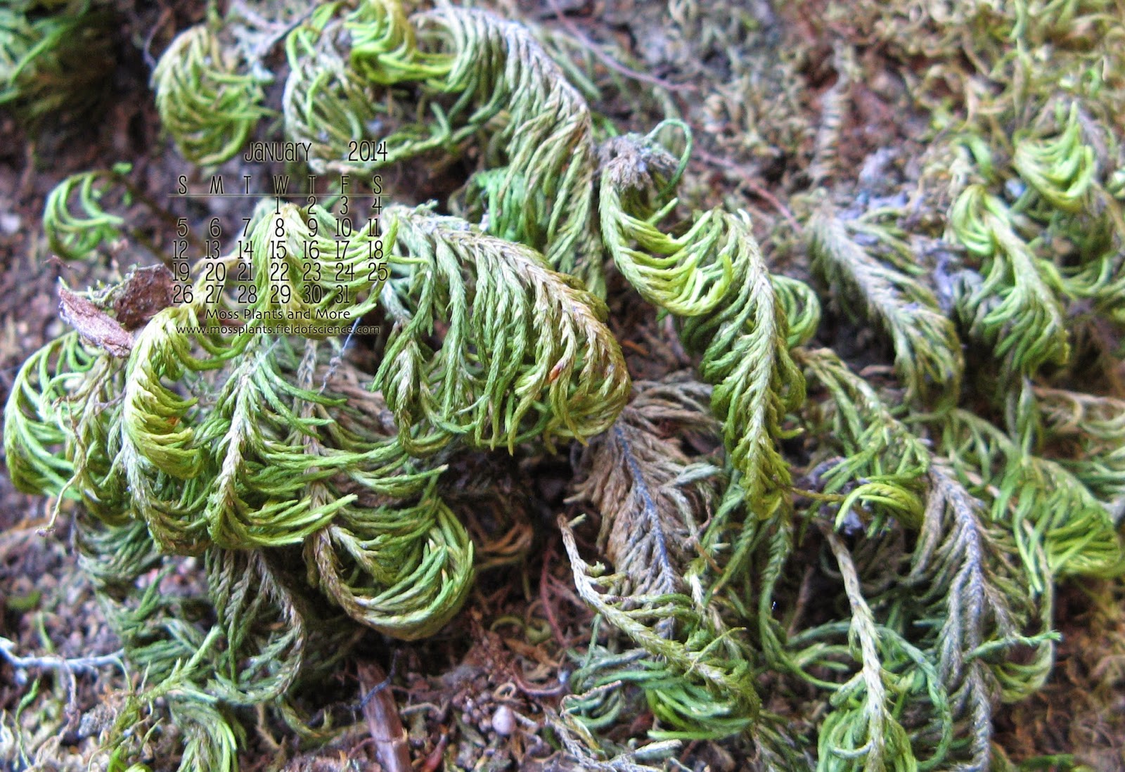 download free moss for plants download free moss for plants