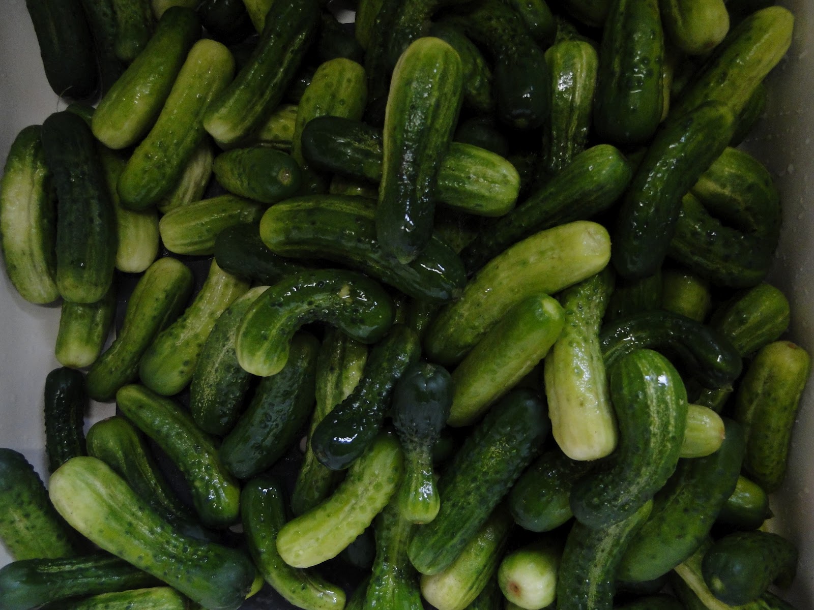 PC, The Traveler DILL PICKLES