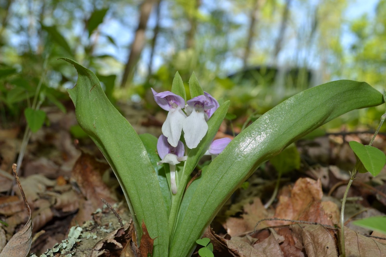 West Virginia Native WildflowersThe Big Year, 2013 Light Colored Orchids