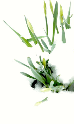 Daffodils beginning to bud struggling to emerge from deep snow. March 2013 UK
